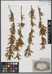 Foto von Salix triandra L. x Salix viminalis L.